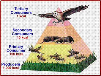 http://www.mlms.logan.k12.ut.us/~mlowe/EnergyPyramid.gif